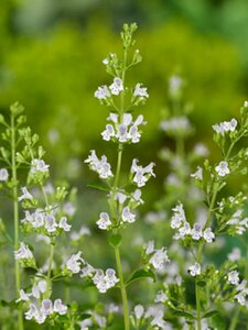 Calamintha n. 'White Cloud' P9 - afbeelding 3