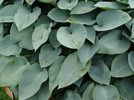 Hosta tardiana 'Halcyon' P9 - afbeelding 4
