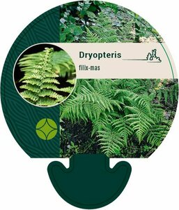 Dryopteris filix-mas P11 - afbeelding 9
