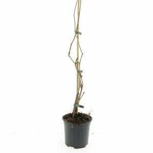 Parthenocissus quinquefolia 80/100 C. - afbeelding 3