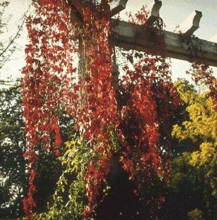 Parthenocissus quinquefolia 80/100 C. - afbeelding 1