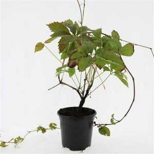 Parthenocissus quinquefolia 80/100 C. - afbeelding 5