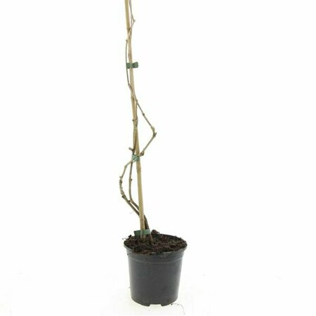 Parthenocissus quinquefolia 80/100 C. - afbeelding 4