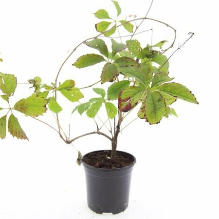 Parthenocissus quinquefolia 80/100 C. - afbeelding 7