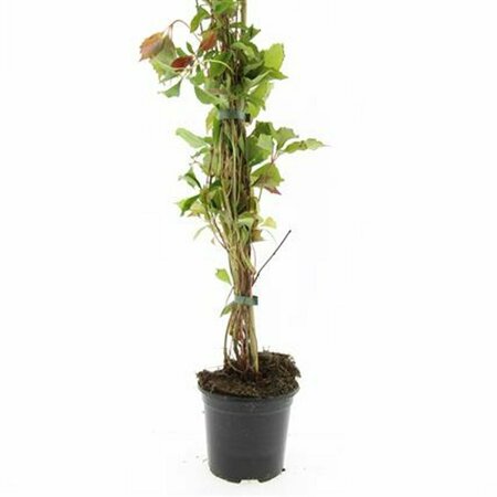 Parthenocissus quinquefolia 'Engelmannii' 80/100 C. - afbeelding 3