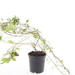 Parthenocissus quinquefolia 'Engelmannii' 80/100 C. - afbeelding 5