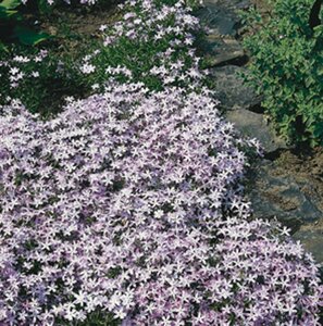 Phlox subulata 'Emerald Cushion Blue' P9 - afbeelding 5