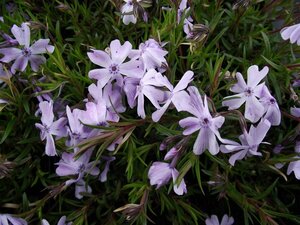 Phlox subulata 'Emerald Cushion Blue' P9 - afbeelding 6