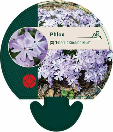 Phlox subulata 'Emerald Cushion Blue' P9 - afbeelding 4
