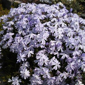 Phlox subulata 'Emerald Cushion Blue' P9 - afbeelding 8