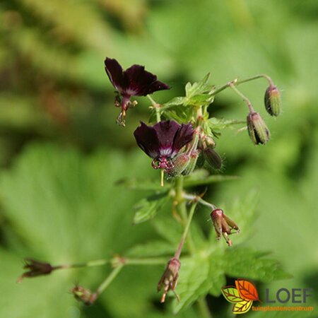 Geranium phaeum P9 - afbeelding 2