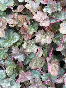 Heuchera 'Rachel' P9 - afbeelding 1