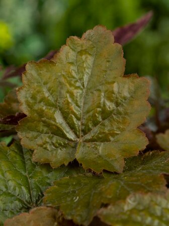Heuchera 'Rachel' P9 - afbeelding 2