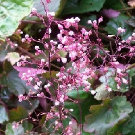 Heuchera 'Rachel' P9 - afbeelding 3