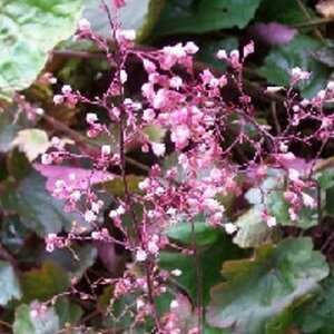 Heuchera 'Rachel' P9 - afbeelding 3