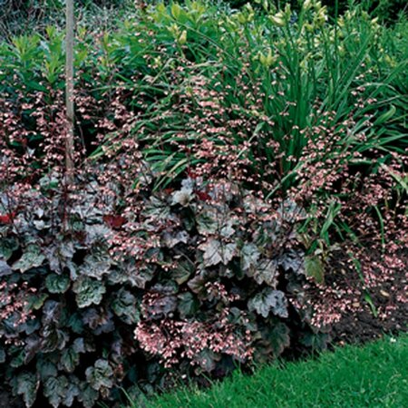 Heuchera 'Rachel' P9 - afbeelding 4