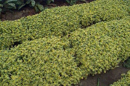 Sedum acre P9 - afbeelding 1