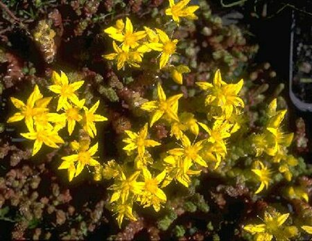 Sedum acre P9 - afbeelding 2