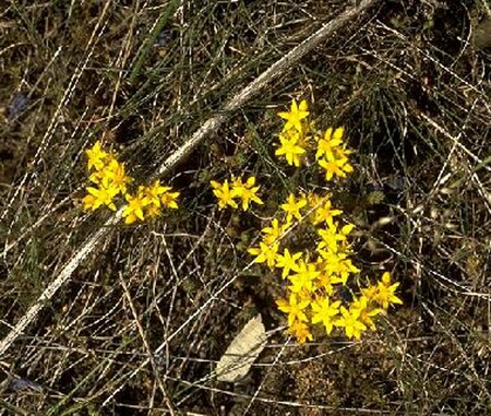 Sedum acre P9 - afbeelding 3