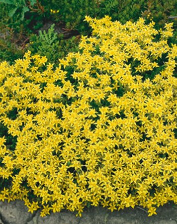 Sedum acre P9 - afbeelding 6