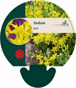 Sedum acre P9 - afbeelding 5