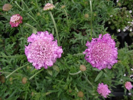 Scabiosa columbaria 'Pink Mist' P9 - afbeelding 2