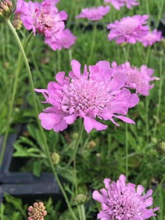 Scabiosa columbaria 'Pink Mist' P9 - afbeelding 6