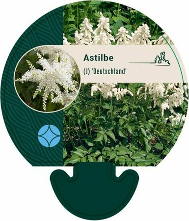 Astilbe japonica 'Deutschland' P9 - afbeelding 1