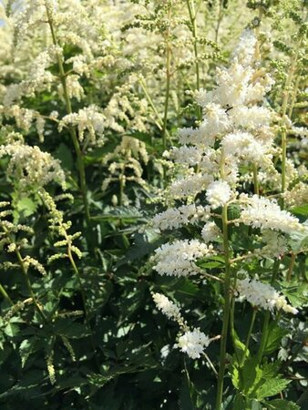 Astilbe japonica 'Deutschland' P9 - afbeelding 4