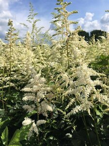 Astilbe japonica 'Deutschland' P9 - afbeelding 5