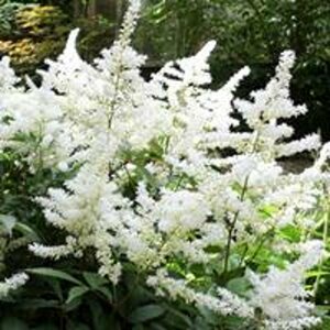 Astilbe japonica 'Deutschland' P9 - afbeelding 2