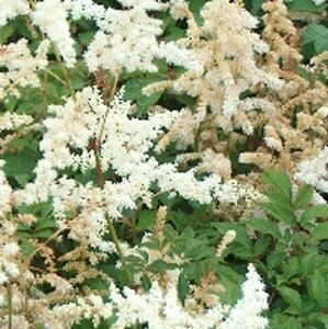 Astilbe japonica 'Deutschland' P9 - afbeelding 3