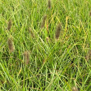 Pennisetum alopecuroides 'Moudry' P9 - afbeelding 4