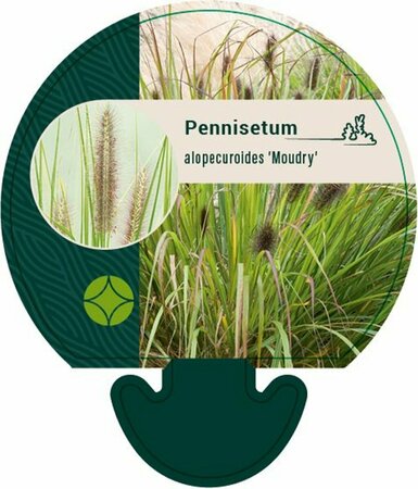 Pennisetum alopecuroides 'Moudry' P9 - afbeelding 3