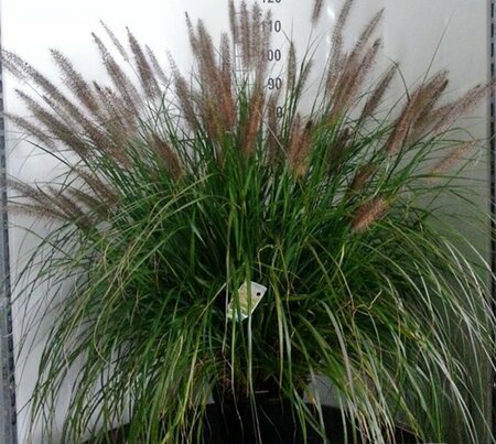 Pennisetum alopecuroides 'Moudry' P9 - afbeelding 6