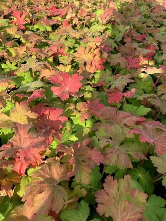 Geranium macrorrhizum 'Ingwersen's Var.' P9 - afbeelding 7
