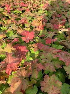 Geranium macrorrhizum 'Ingwersen's Var.' P9 - afbeelding 7