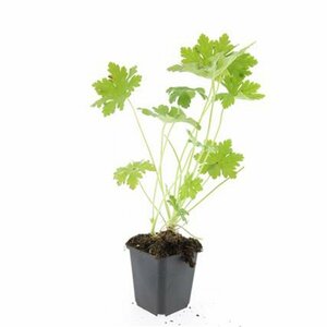 Geranium macrorrhizum 'Ingwersen's Var.' P9 - afbeelding 12