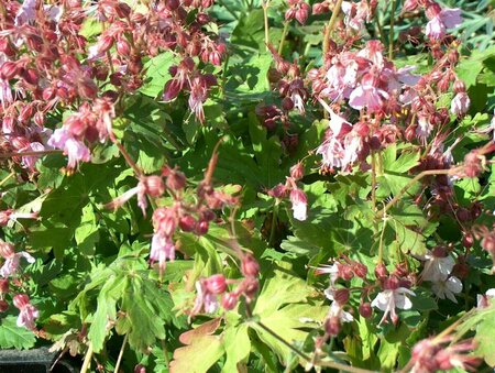 Geranium macrorrhizum 'Ingwersen's Var.' P9 - afbeelding 3