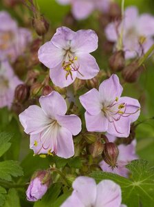 Geranium macrorrhizum 'Ingwersen's Var.' P9 - afbeelding 2
