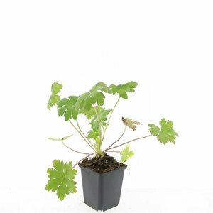 Geranium macrorrhizum 'Ingwersen's Var.' P9 - afbeelding 11