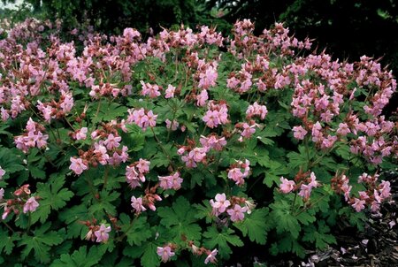 Geranium macrorrhizum 'Ingwersen's Var.' P9 - afbeelding 6