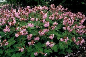 Geranium macrorrhizum 'Ingwersen's Var.' P9 - afbeelding 6