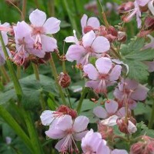 Geranium macrorrhizum 'Ingwersen's Var.' P9 - afbeelding 14
