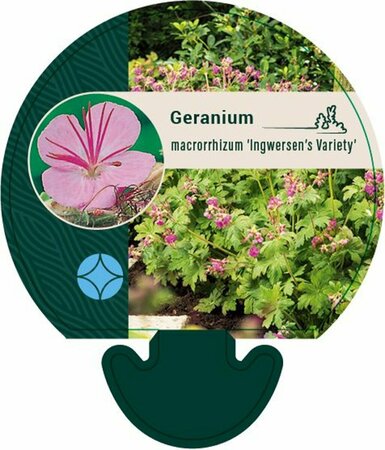 Geranium macrorrhizum 'Ingwersen's Var.' P9 - afbeelding 1
