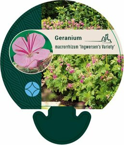 Geranium macrorrhizum 'Ingwersen's Var.' P9 - afbeelding 1