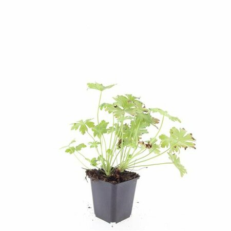 Geranium macrorrhizum 'Ingwersen's Var.' P9 - afbeelding 8