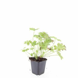 Geranium macrorrhizum 'Ingwersen's Var.' P9 - afbeelding 8