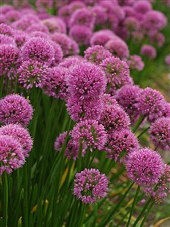Allium 'Millennium' P9 - afbeelding 5