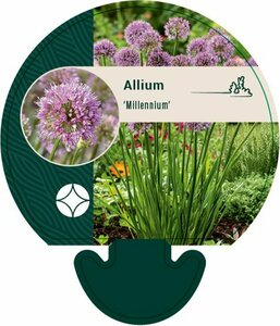 Allium 'Millennium' P9 - afbeelding 3